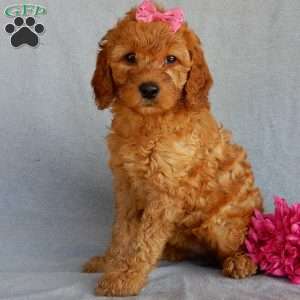 Bubbles (medium), Goldendoodle Puppy